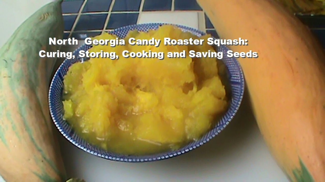 North Georgia Candy Roaster Squash:  Curing, Storing, Cooking and Saving Seeds