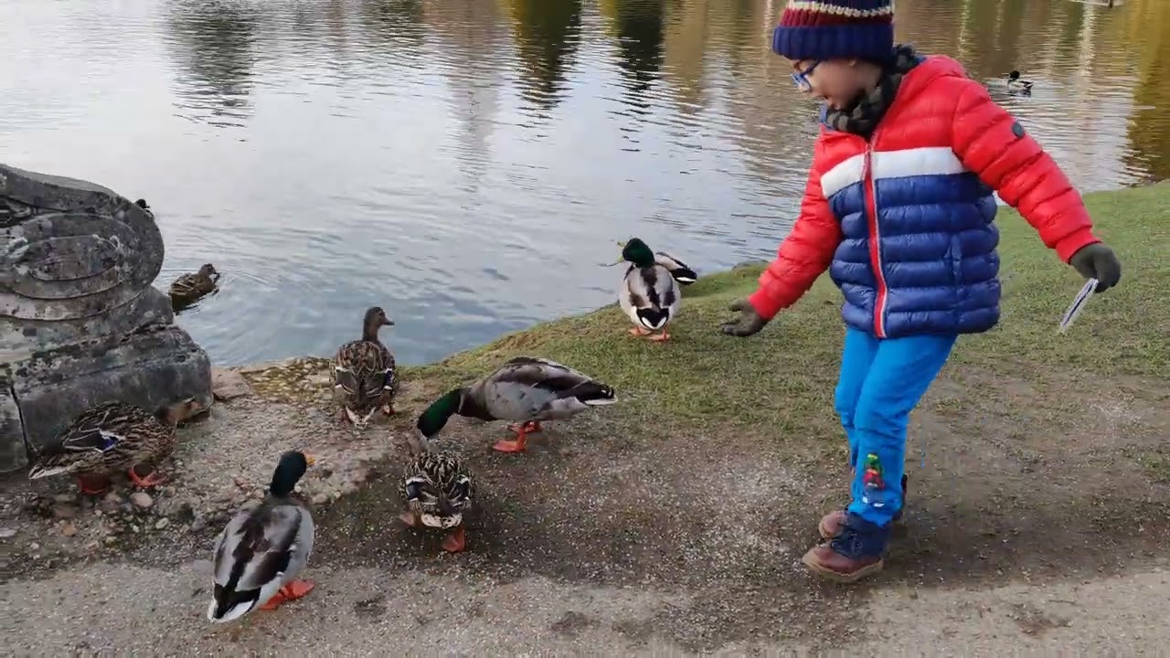 Sheffield park Garden and it's beautiful ducks♥️♥️♥️ 
