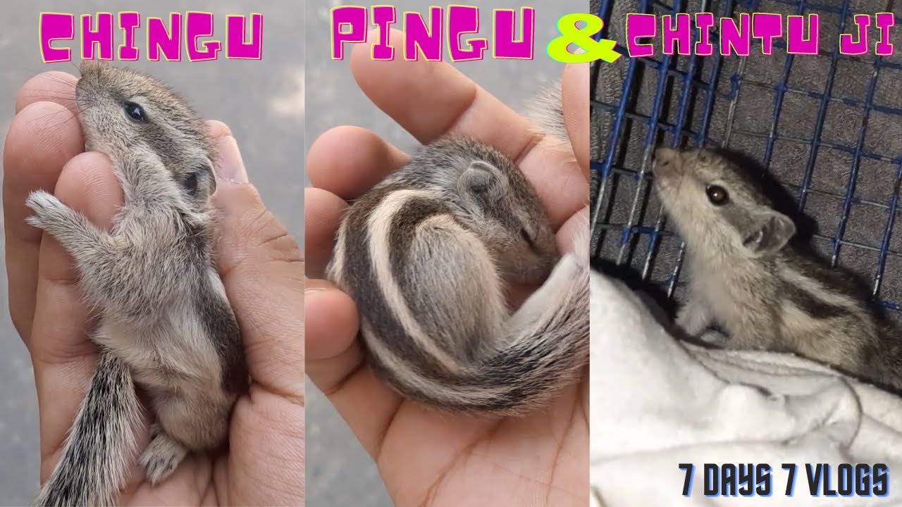 I FOUND 3 INDIAN PALM SQUIRREL BABIES (AGAIN!!!!)