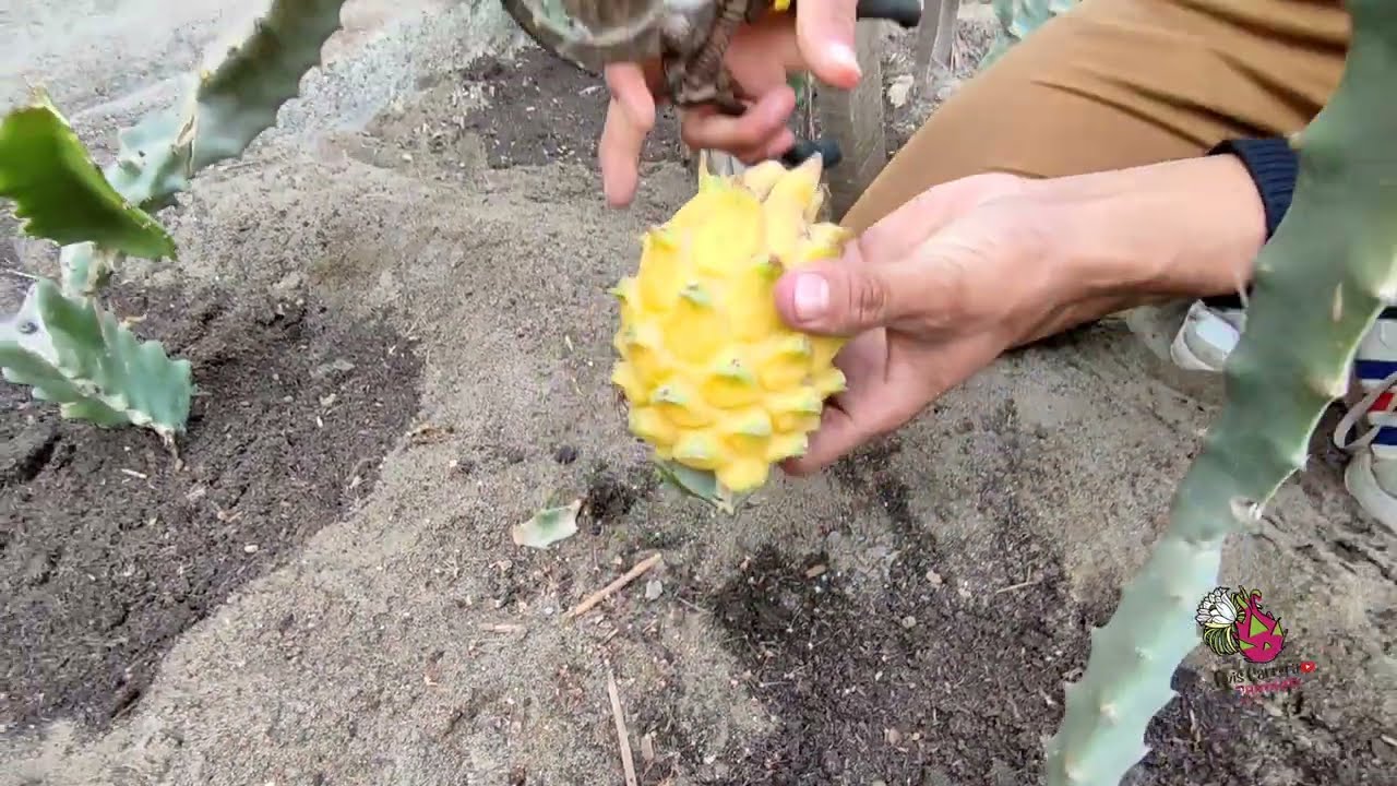🐲 PITAHYA Selenicereus megalantus(Pitahayas amarillas con espinas)🐉Proceso de nuevos híbridos 🐲