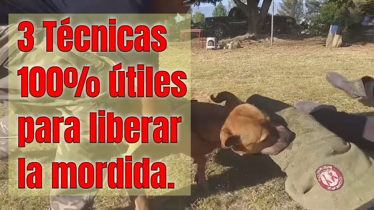 LIBERA LA MORDIDA DE TU PERRO Con Estas 3 Técnicas