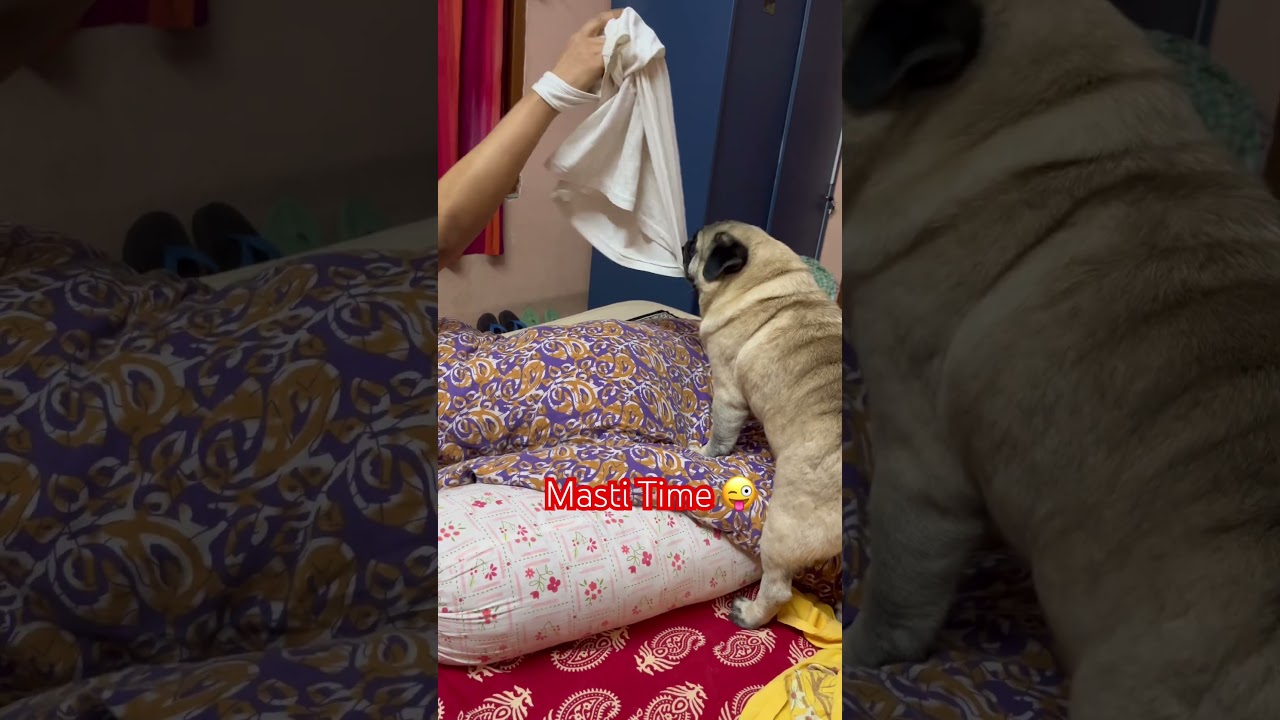 Happy Moments 🥰💖🎀 #shorts #trending #funny #memes #pug #dog #youtubeshorts #foryou #viral
