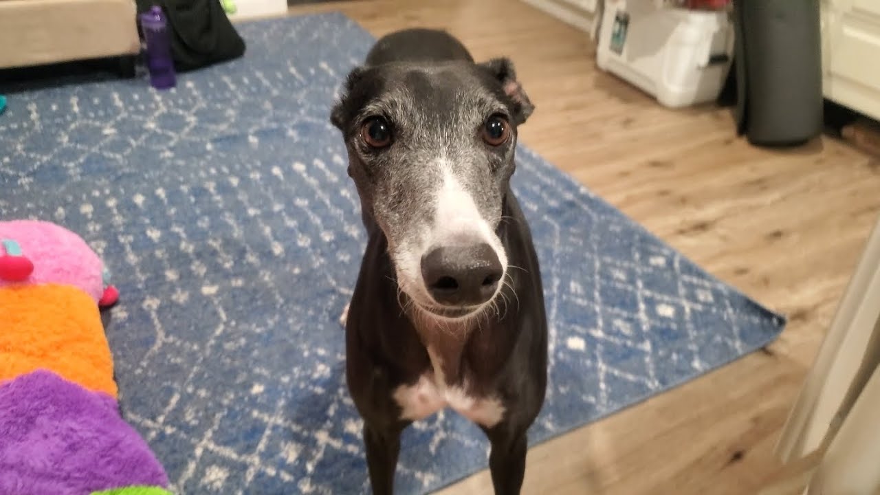 A greyhound's dinner, salmon tonight! yummm