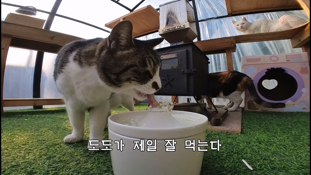고양이 음수량 늘리는 방법