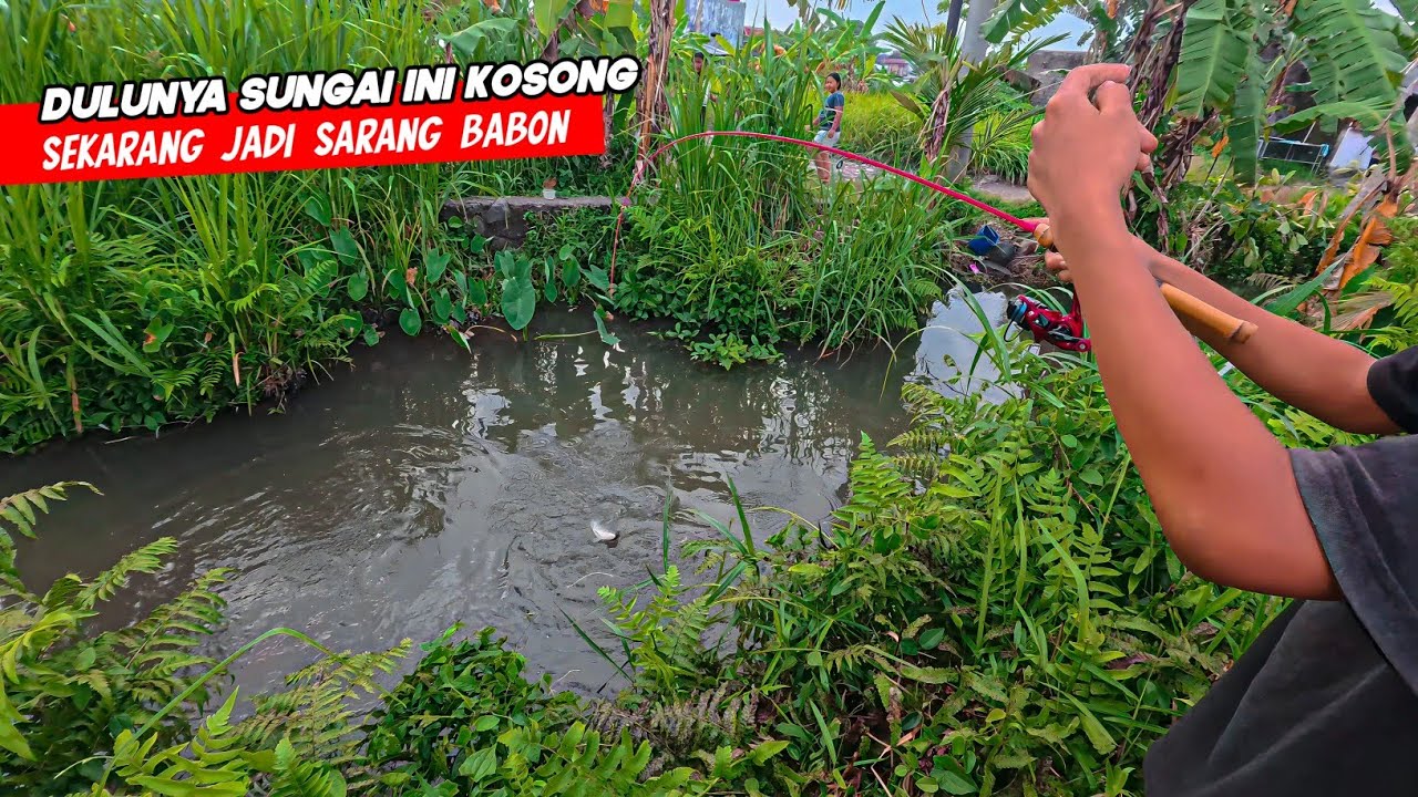JADI SARANG BABON! Mancing & Berburu Bibit Ikan Di Spot Jauh Untuk Dibawa Pulang