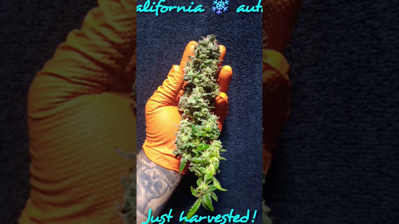 harvested California snow auto @fastbuds h