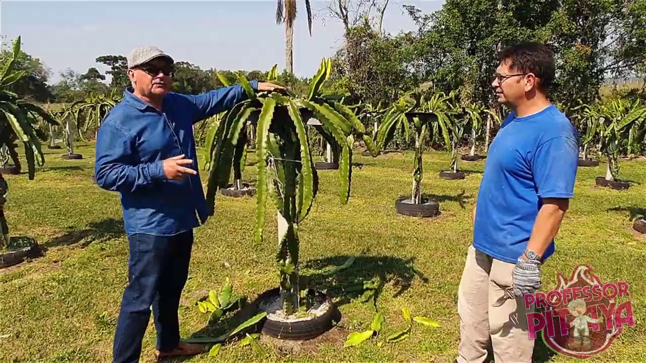 26 ) - Adubação em Pitaya, Professor responde