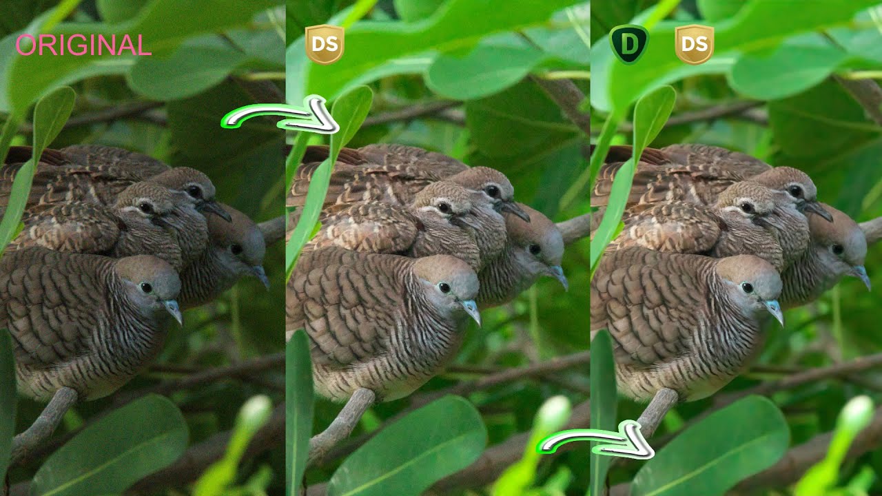 HOW TO USE TOPAZ DENOISE AI WITH SILKYPIX DEVELOPER STUDIO PRO 10?