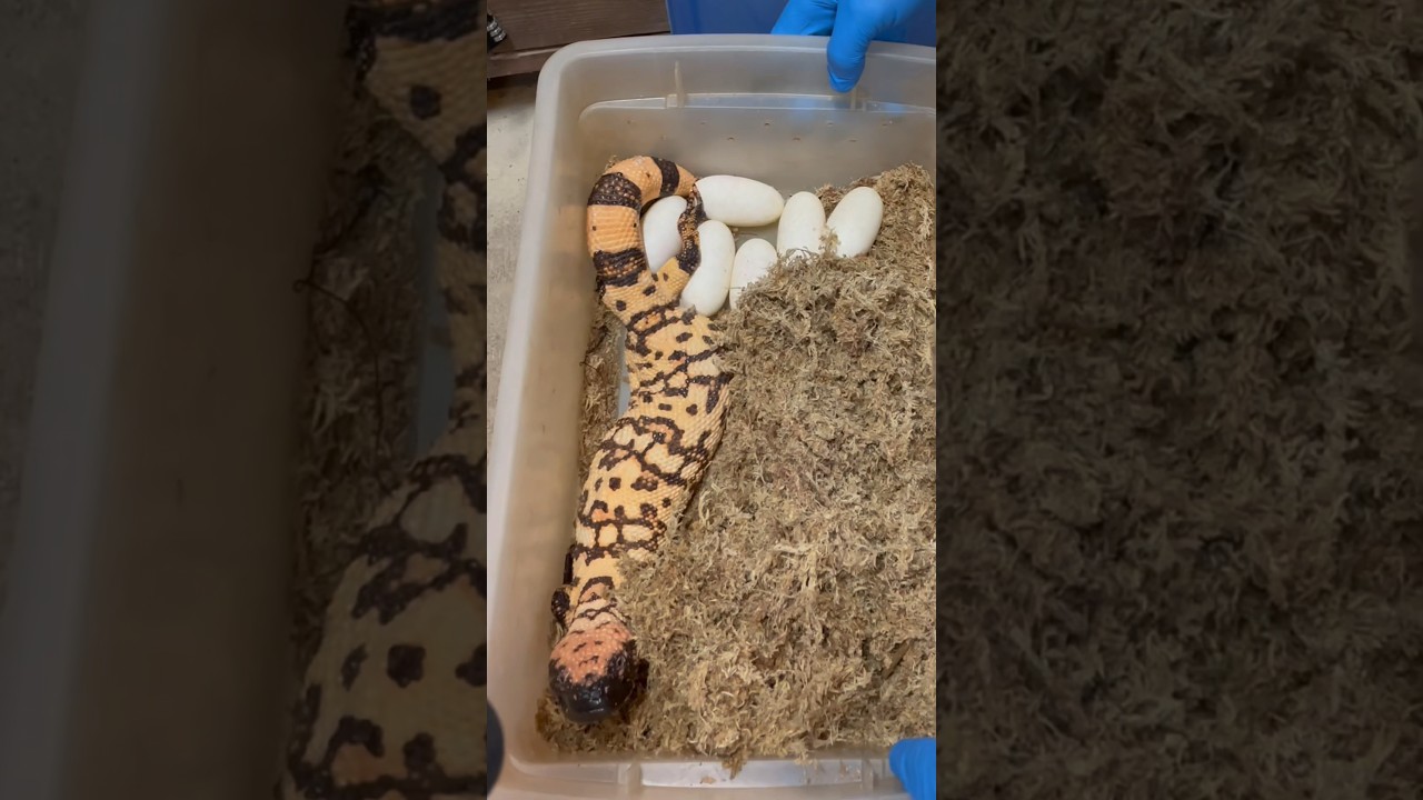 Gila Monster Eggs: Tumbleweed&rsquo;s Egg Clutch - Let&rsquo;s get them out & into the incubator! #reptiles