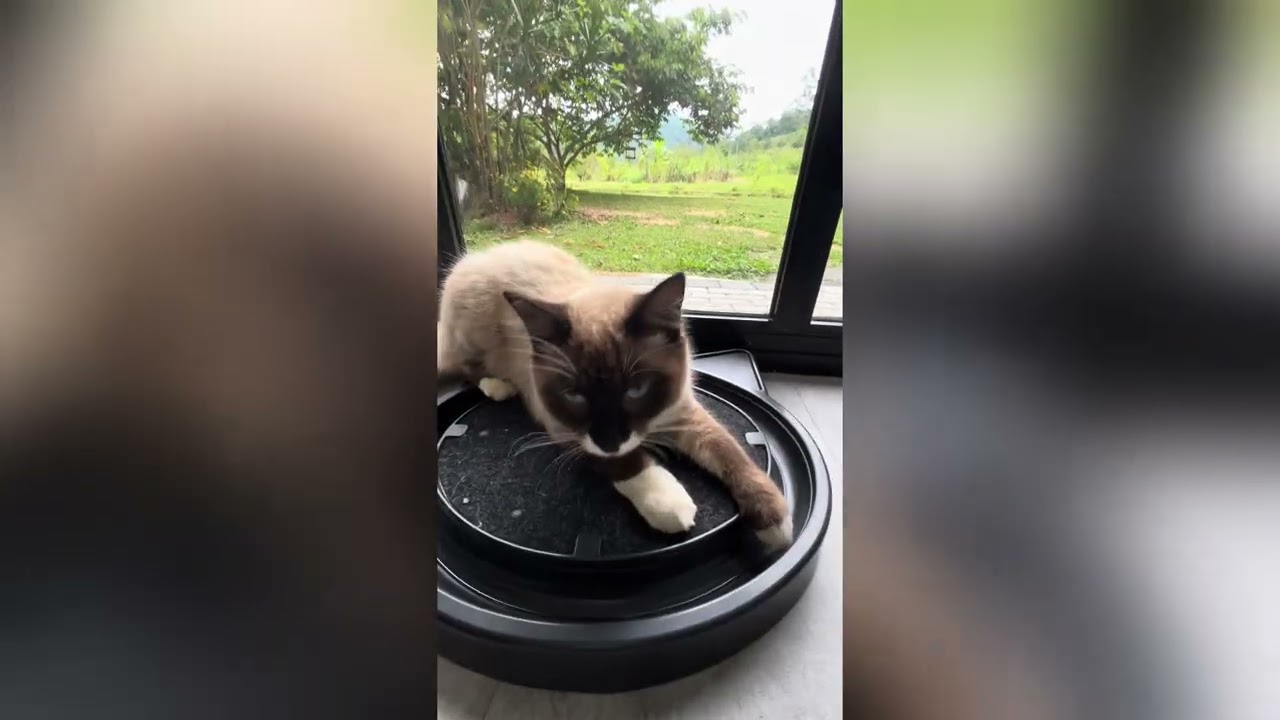 Pitoco em modo divers&atilde;o 😺🐾 | Momentos simples que fazem o dia melhor