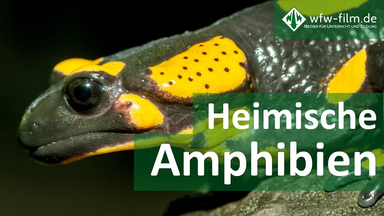 Heimische Amphibien