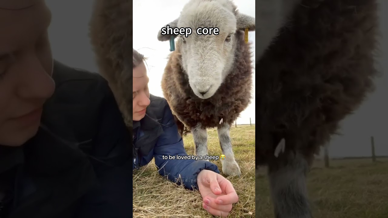 #sheep