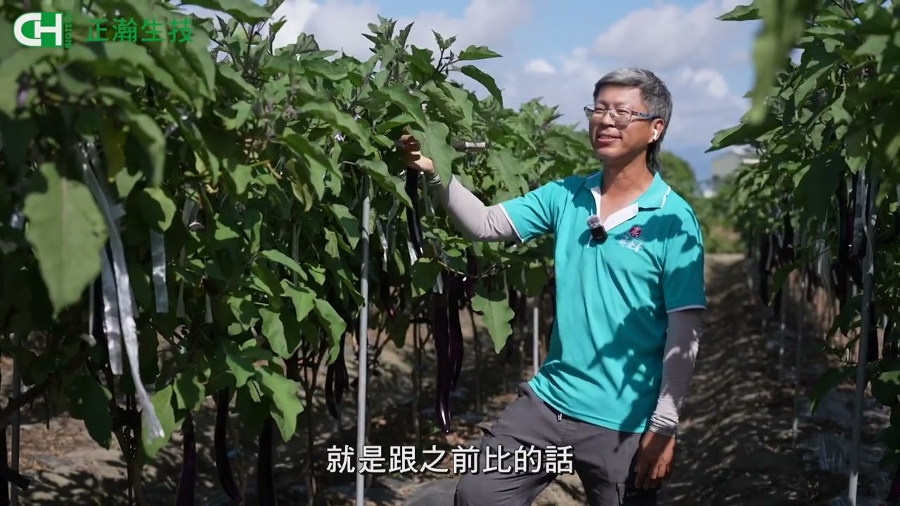 糧食作物應用: 茄子 完整