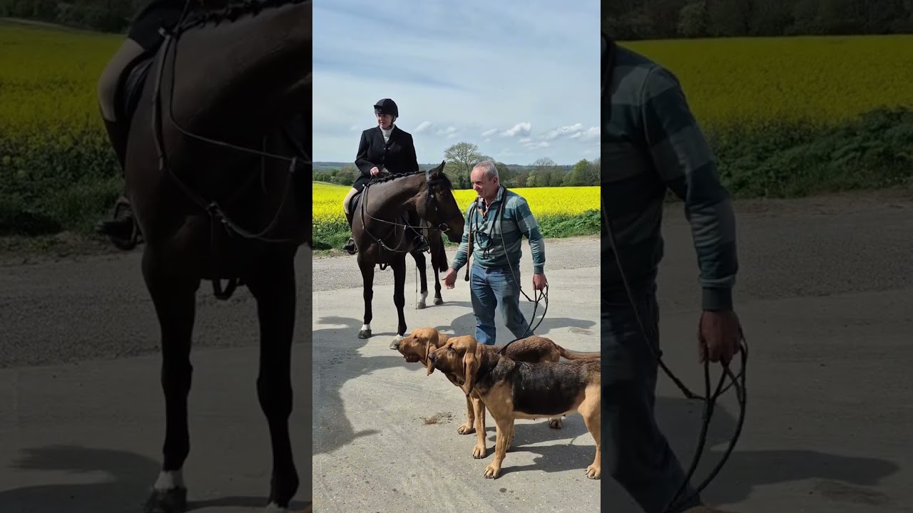Runner Bean and Growl at the Coakham Bloodhounds closing meet Harrietsham 2025