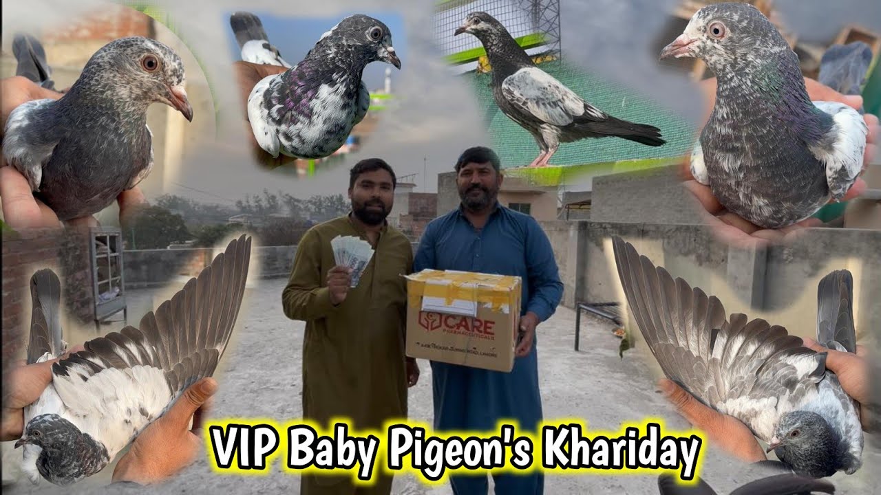 Asif Bhai Barqi WalaySe VIP Baby Pigeon's Khariday 😅