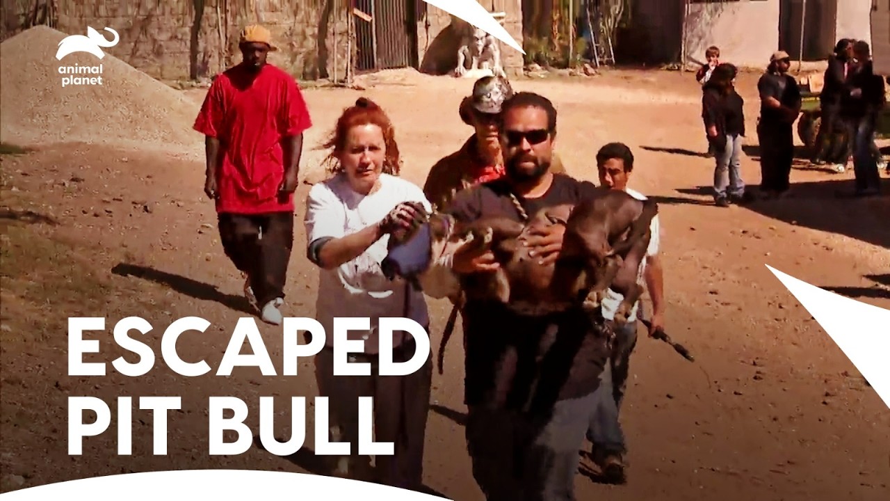 Tia Torres Most Emotional Dog Rescue She Ever Done | Pit Bulls & Parolees S1 E6 | Animal Planet