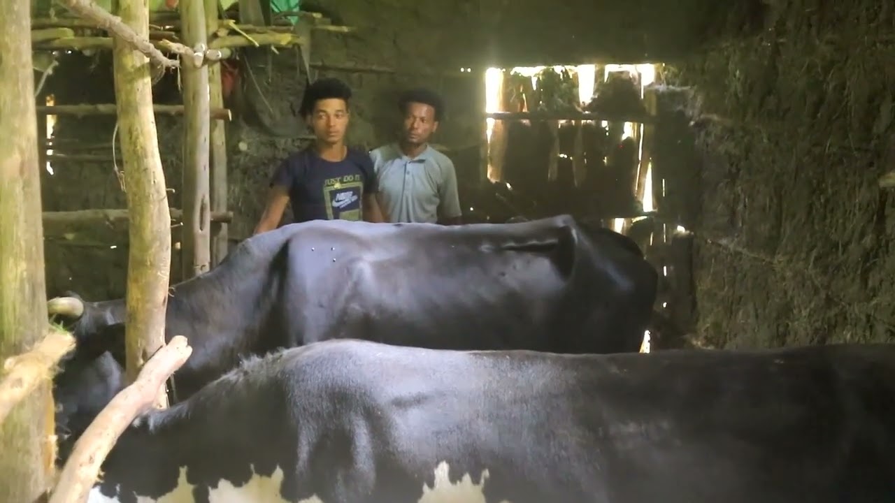 እንሰሳቶችና ጥቅማቸዉ