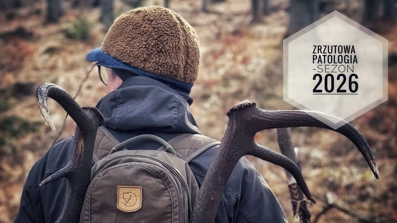 Zrzuty 2026. Koniec urlopu - piękna para! #wildlife #antlers #deer #zrzuty2026 