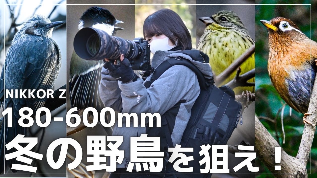 【超望遠】Nikon Z9 × Z180-600mmで野鳥撮影！奇跡の瞬間をPOV視点で完全補足【作例多数】