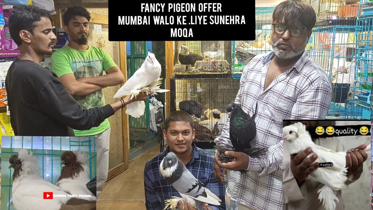 sold ot ALL FANCY PIGEONS || IN MUMBAI ||