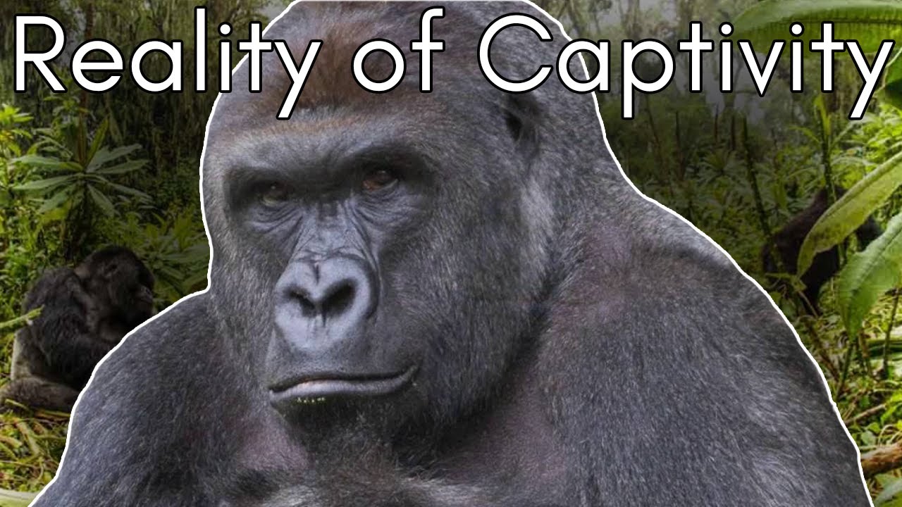 Harambe’s Tragic Tale: The Truth Behind Gorillas in Zoos | Cid Dwyer