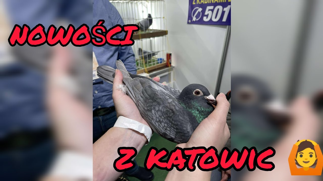 🕊️ZOBACZCIE Co przywiozłam z Wystawy w Katowicach 😍 DWIE PIĘKNE SAMICZKI 🔥‼️