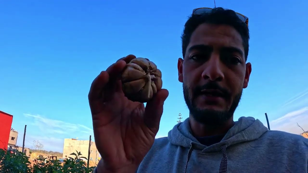 Plantation de l'#ail #الثوم #زراعة          #potager   طريقة لزراعة الثوم سهلة و مضمونة 100 ب 100