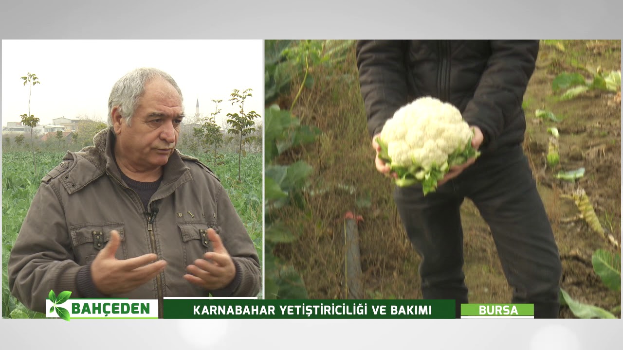 KARNABAHAR  YETİŞTİRİCİLİĞİ VE HASAT | BAHÇEDEN