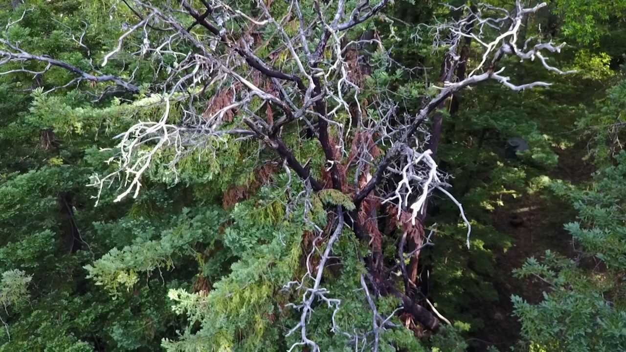 DRONE for measuring tree height
