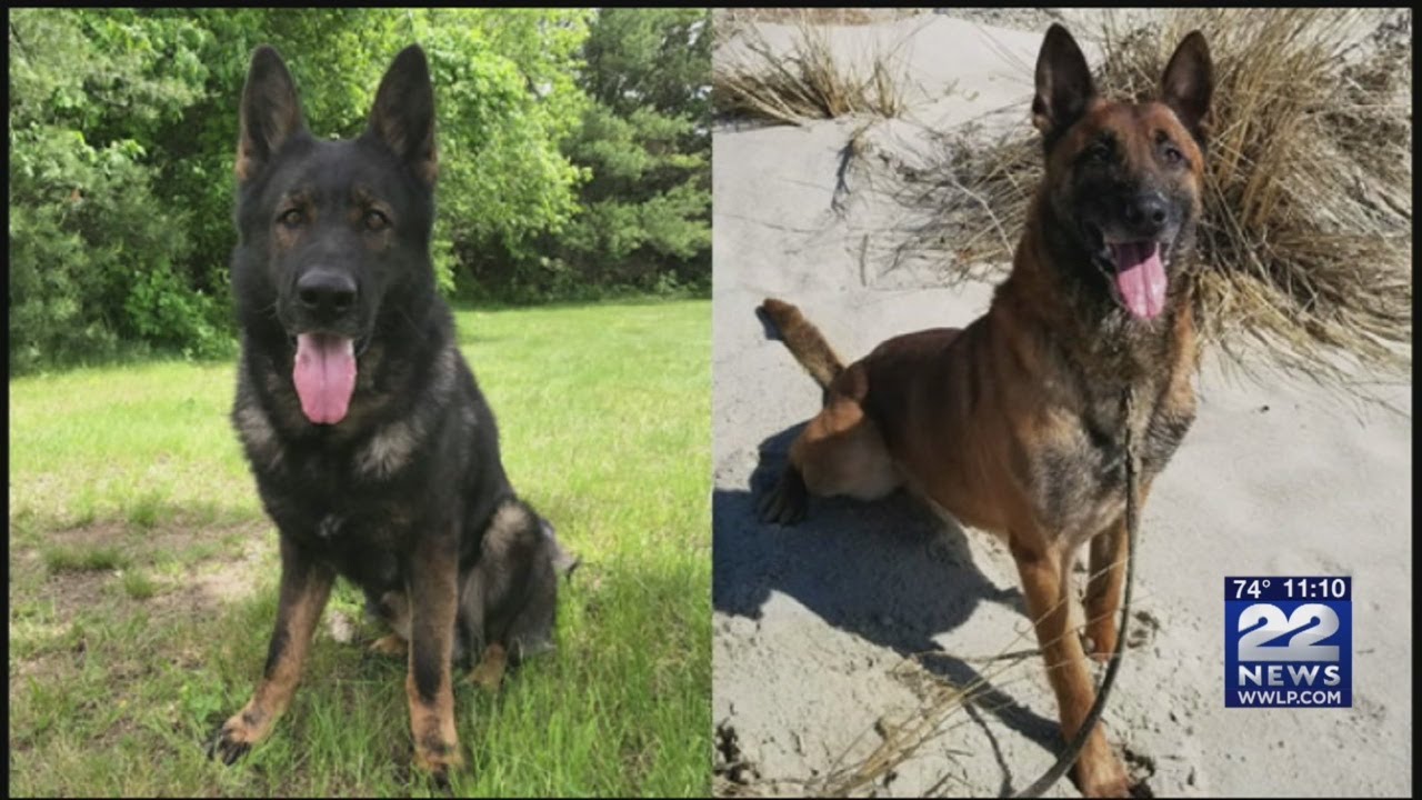 State Police seek person with K9 training knowledge for retired dogs