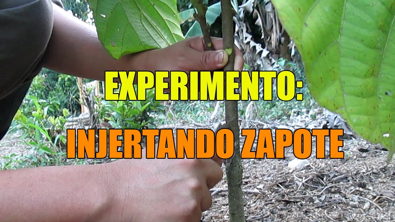 INJERTANDO ZAPOTE  (experimento)