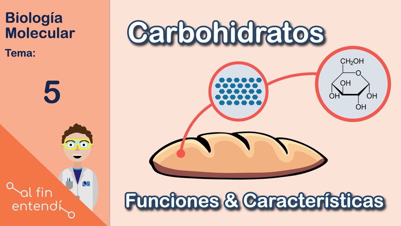 ¿Qué NECESITAS saber sobre los carbohidratos? 