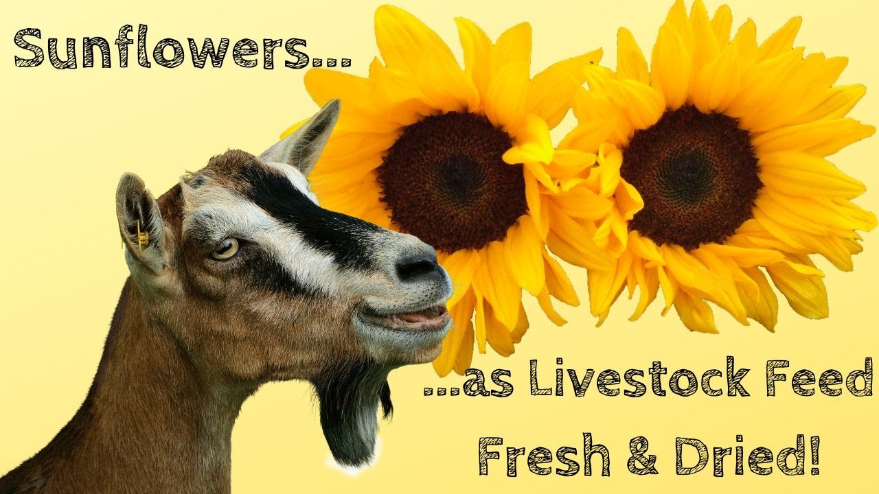 Sunflowers as Livestock Feed - Fresh & Dried