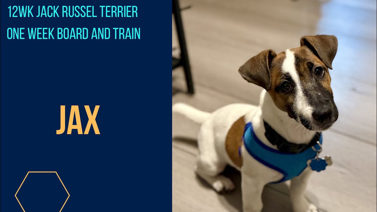 12wk Jack Russel Terrier | Off Leash K9 Training | Columbia SC