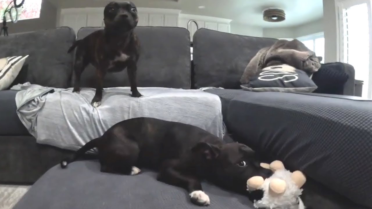 Staffy Playtime Gone WILD (One Has No Chill)