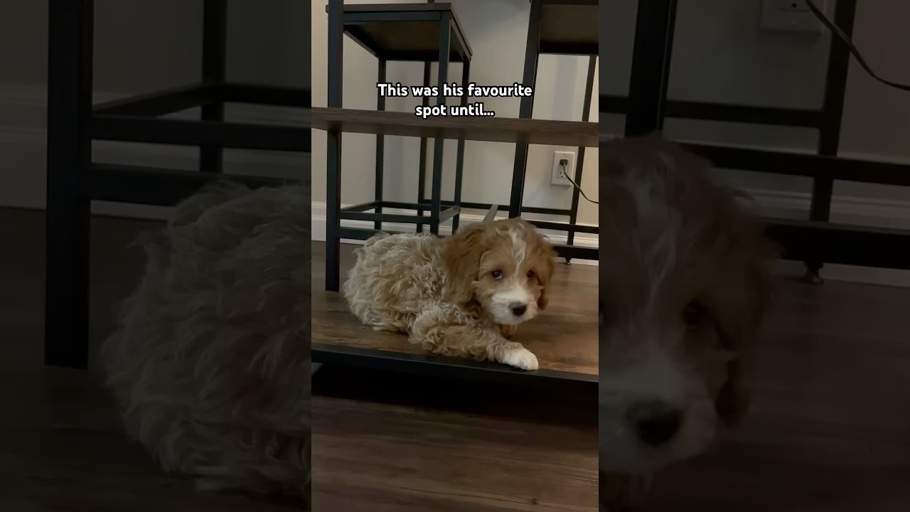 When life moves on, but you&rsquo;re not ready #cavapoo #funnypuppy