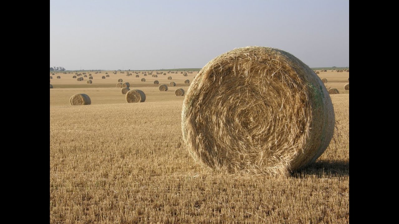 تلبين او كبس محاصيل الاعلاف  #البرسيم ، ...أعلي انتاج  #tractor  #alfaalf