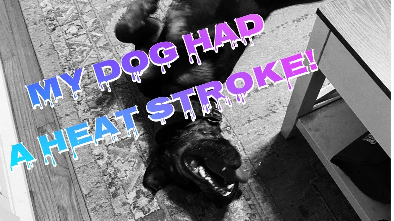 MY DOG HAD A HEAT STROKE / HOW I SAVED HIS LIFE!