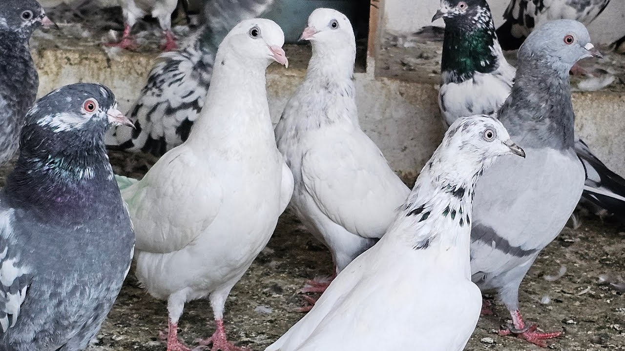❤️🕊🕊KGN pigeon loft Gautam  is live🕊🕊❤️