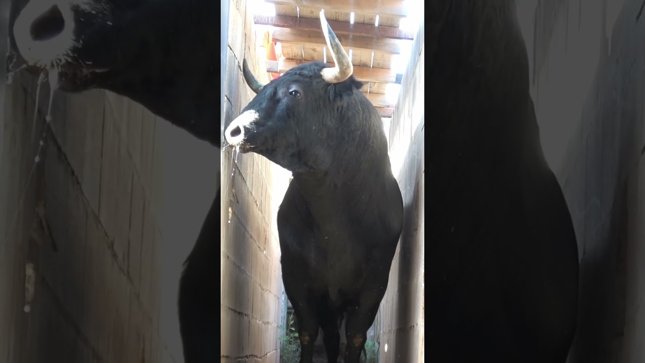 EMBARQUE DE ESTE TORAZO DE EL PARRALEJO (A.C.T.Gent Jove) #toro #bull #animals