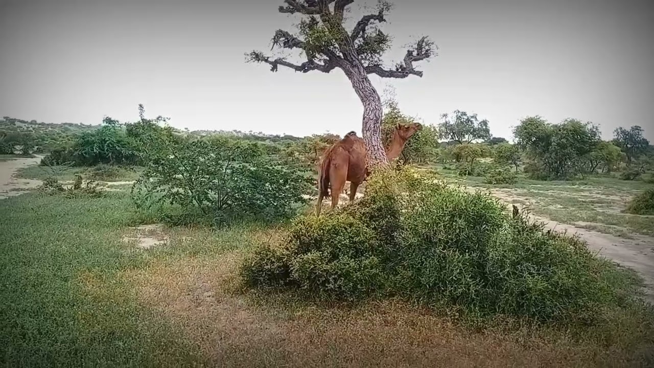Thari beautiful camel eating grass and going on | جمل ثاري جميل يأكل العشب ويستمر | Camels Funny