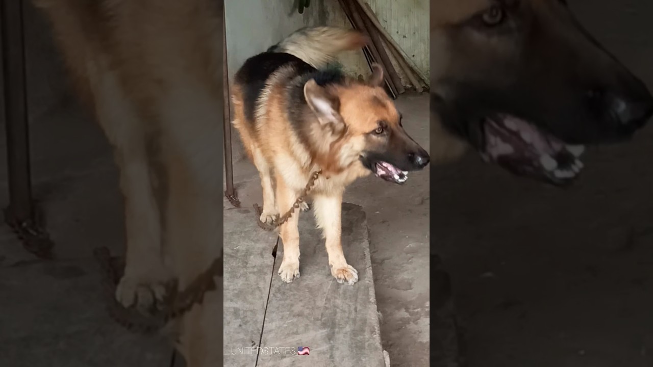 UnitedStates 🇺🇲 Viral dog barking compilation 