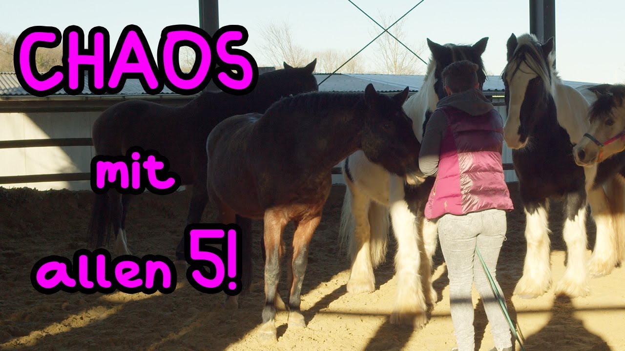 Absolutes CHAOS mit allen 5 Pferden! 🦄 Warum denke ich immer, dass das funktioniert!?