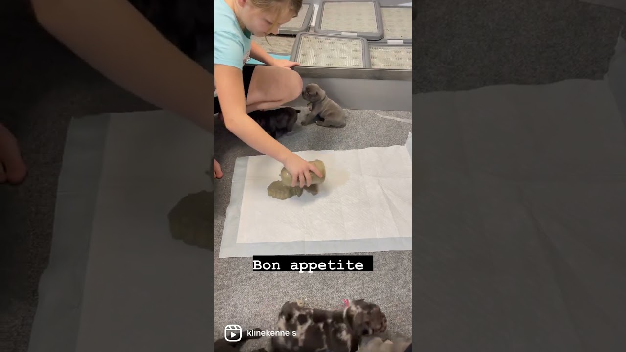 Here&rsquo;s how we make puppy mush for 3 week old frenchie pups!