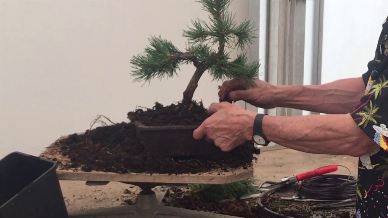 Making Bonsai from a Mugo Pine
