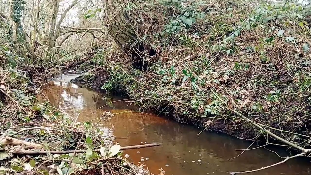 Ukulele to Tickle the Lingering Slick 