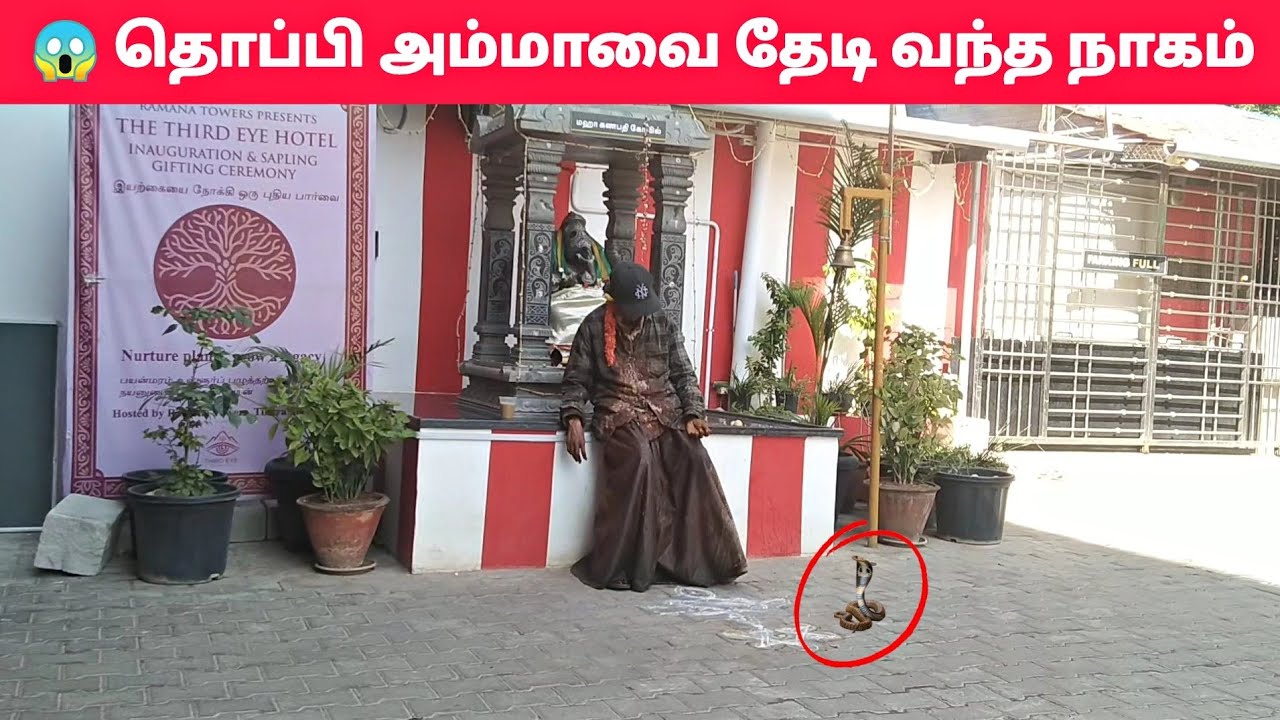 😱 தொப்பி அம்மாவை தேடி வந்த நாகம் | நடந்த அதிசயம்! 🙏🏻 | ఆ పాము తన తల్లి టోపీని వెతుక్కుంటూ వచ్చింది 