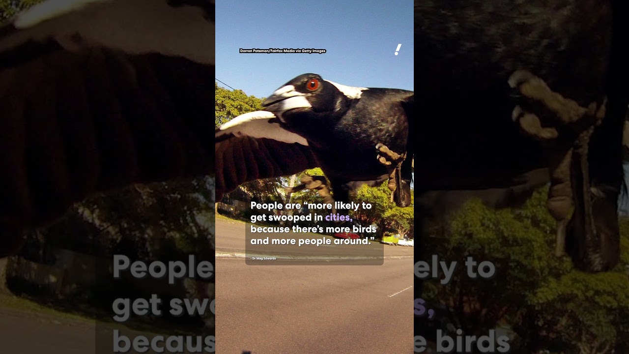 How Aussies can avoid getting swooped by magpies this season | #yahoonewsau