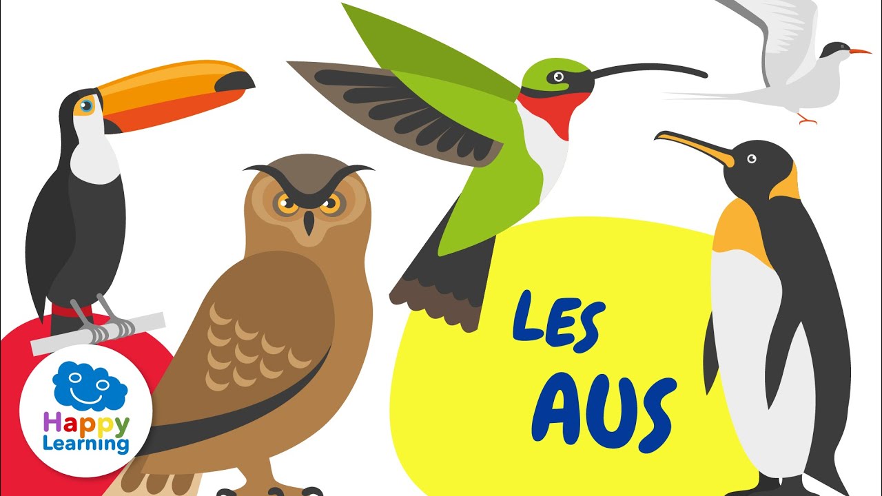 CURIOSITATS DELS OCELLS | Vídeos educatius per a nens en llengua catalana