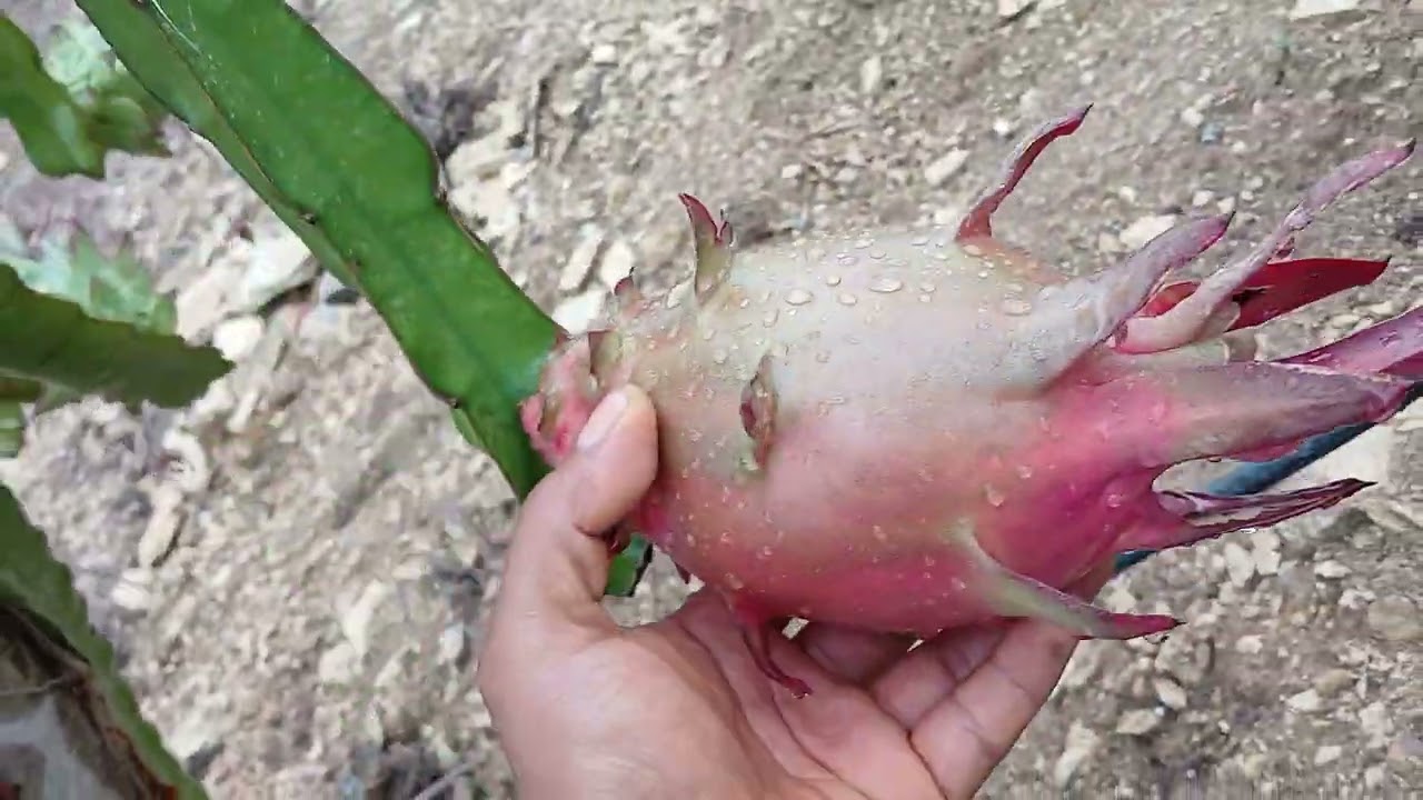 cosechamos una pitahaya que es un híbrido de ocamponis poblana pero esta es autofertil